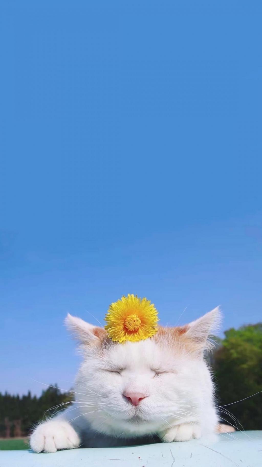 蓝天下可爱呆萌小猫咪