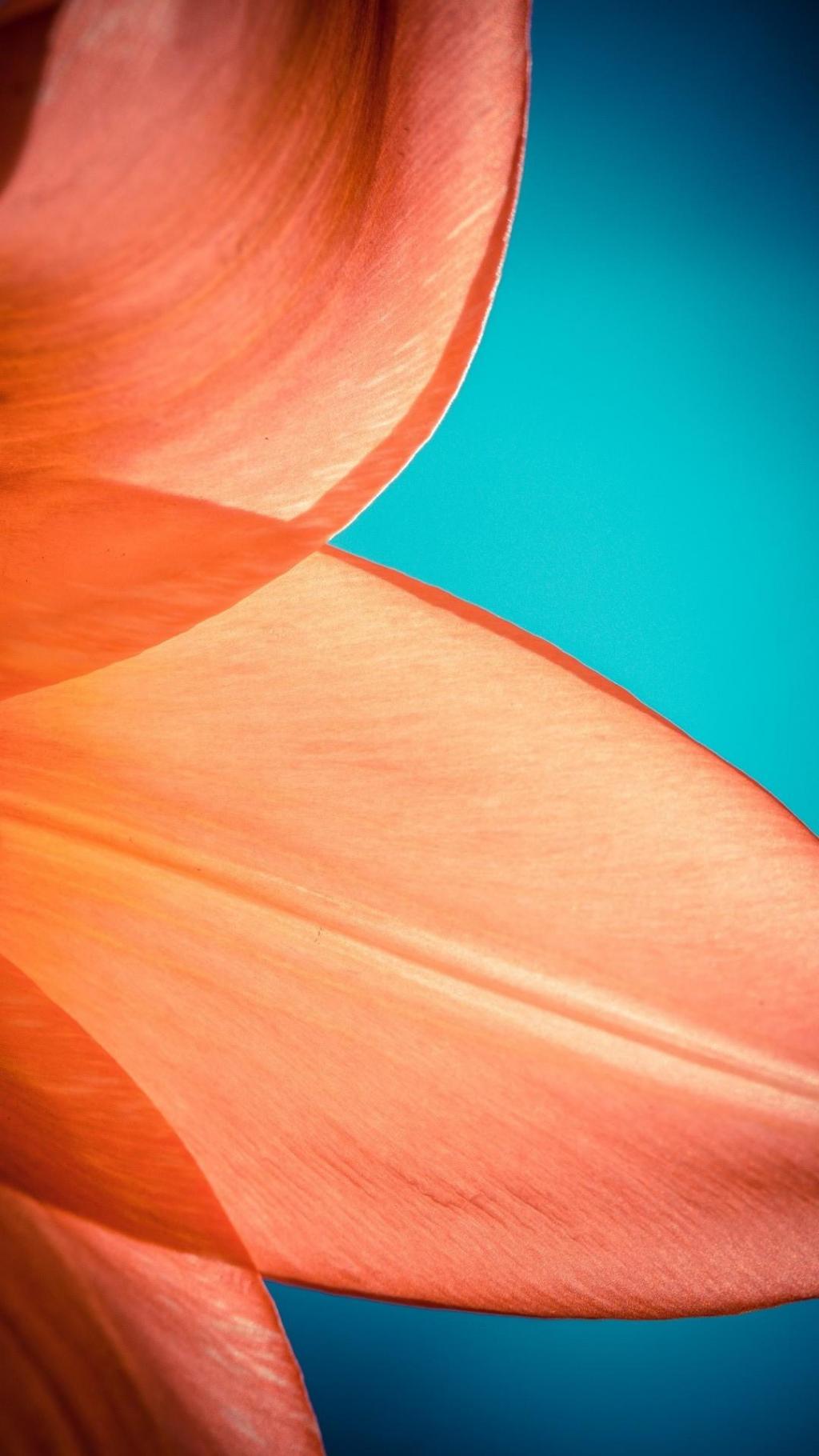 唯美植物高清摄影手机壁纸