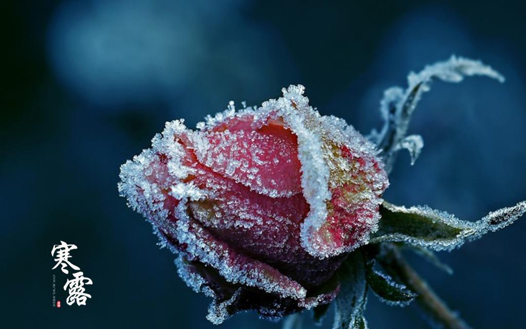 霜叶飘散寒露至