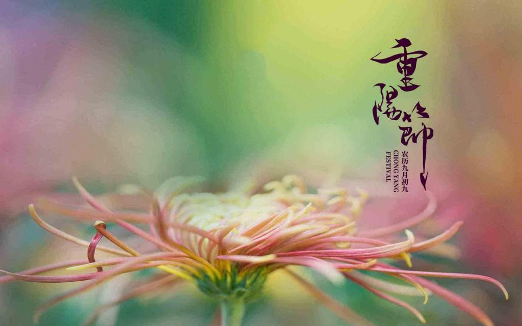 九月初九重阳节菊花微距摄影