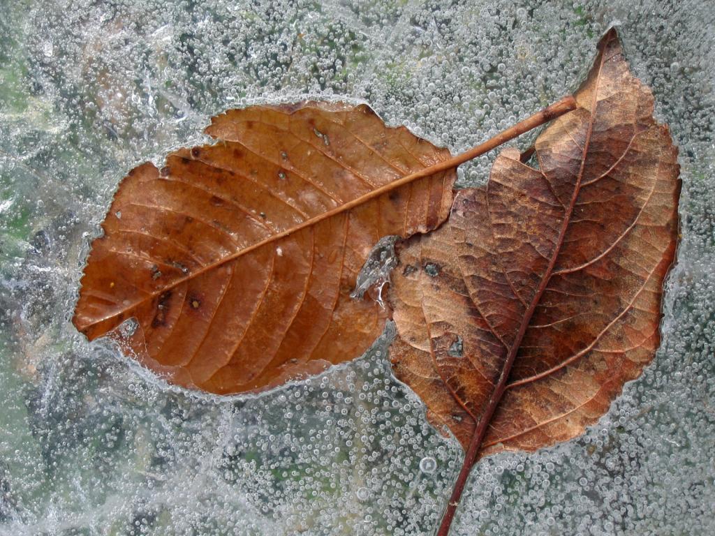 冬季的冰雪植物