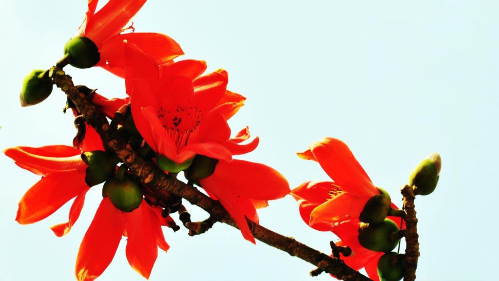 春天里的木棉花