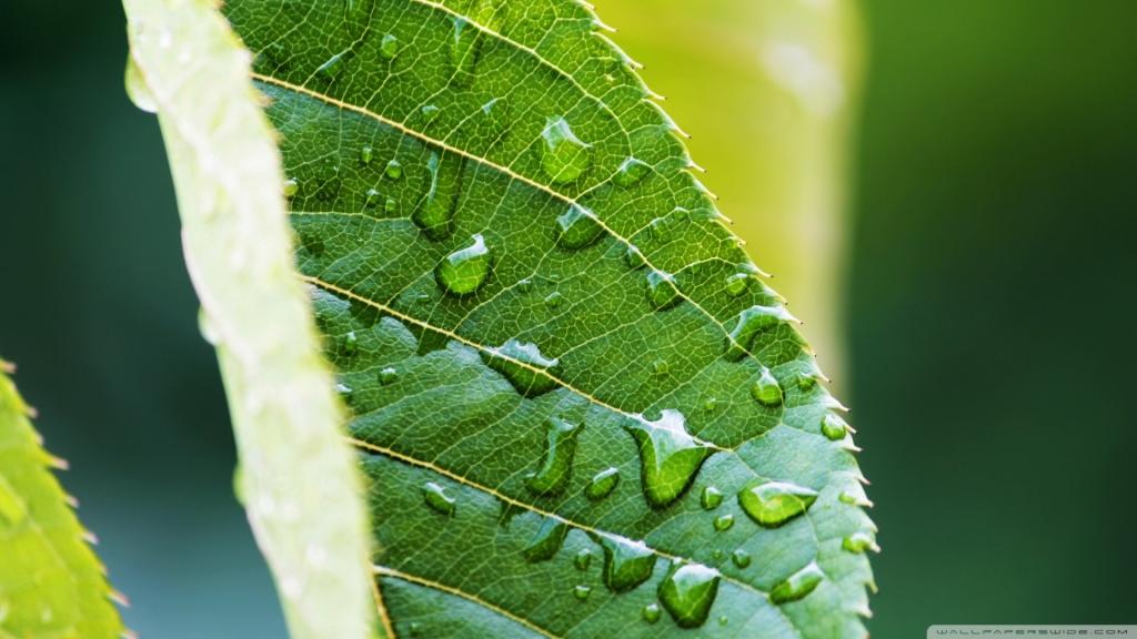 小清新绿色护眼图片