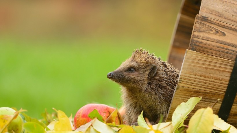 超萌的可爱刺猬