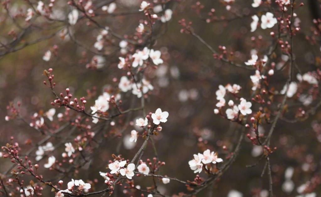 武大早樱雨中盛开