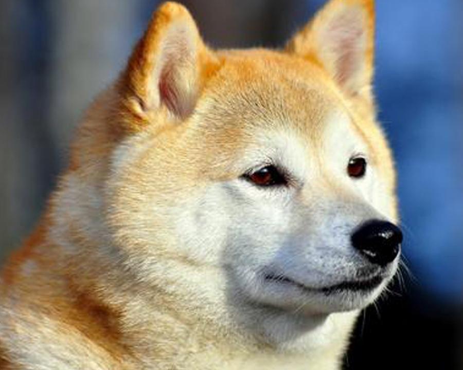 温顺可爱的秋田犬