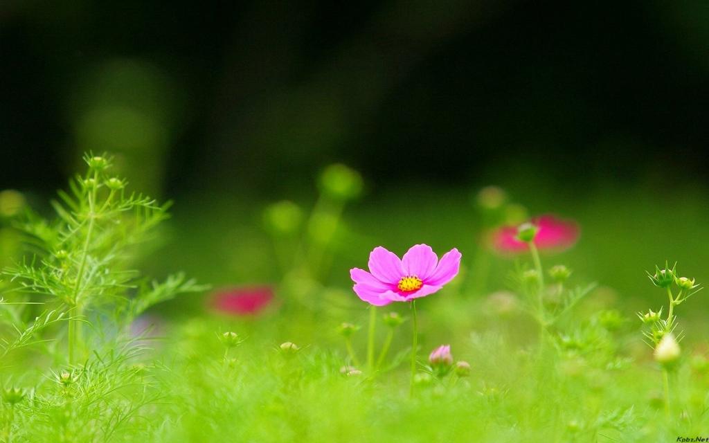 好看的大波斯菊