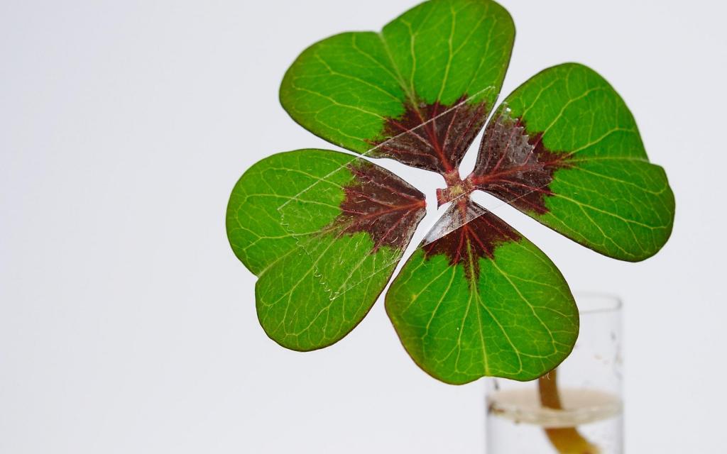 送给我的幸运草