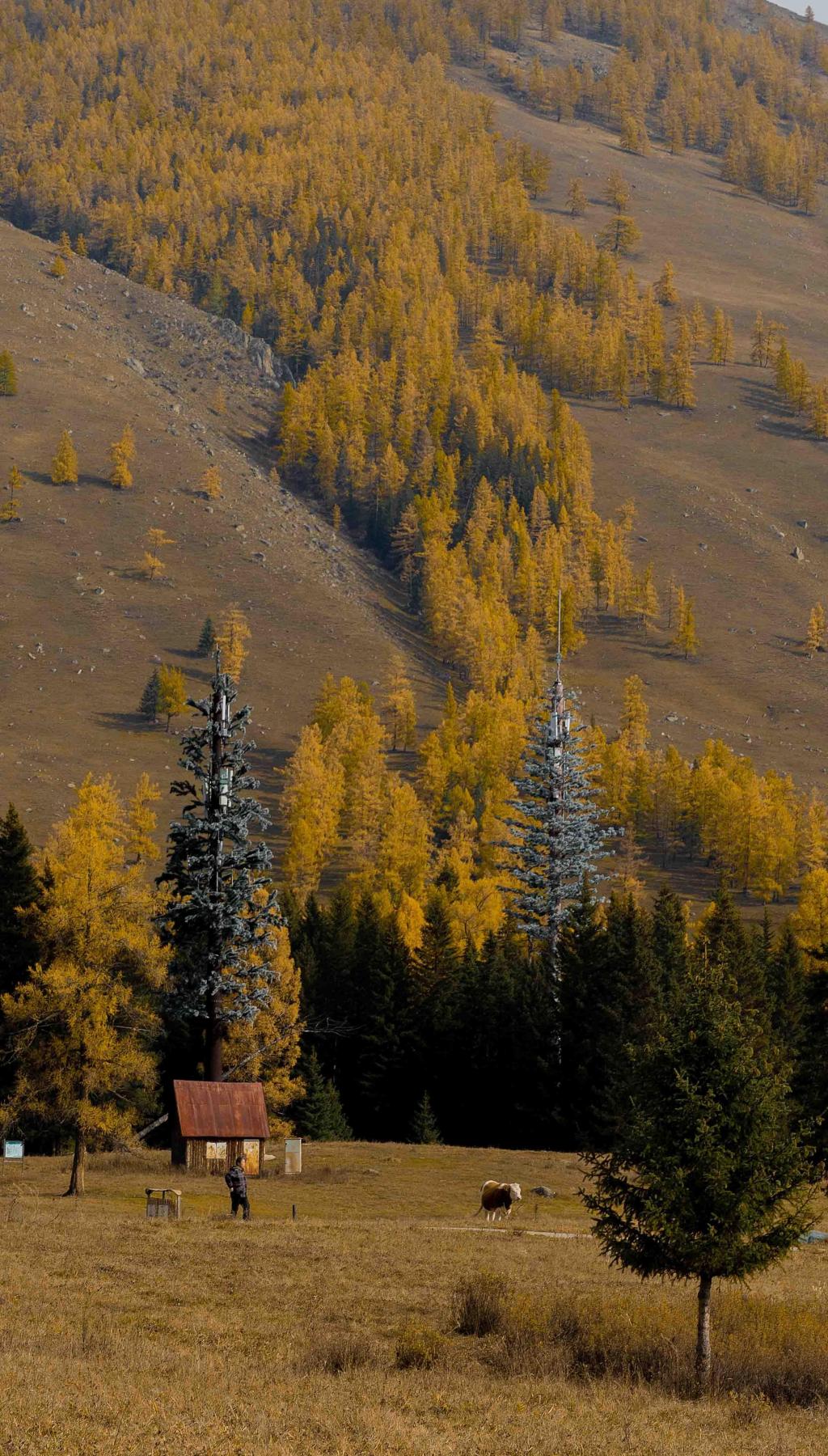 喀纳斯唯美迷人秋日风光