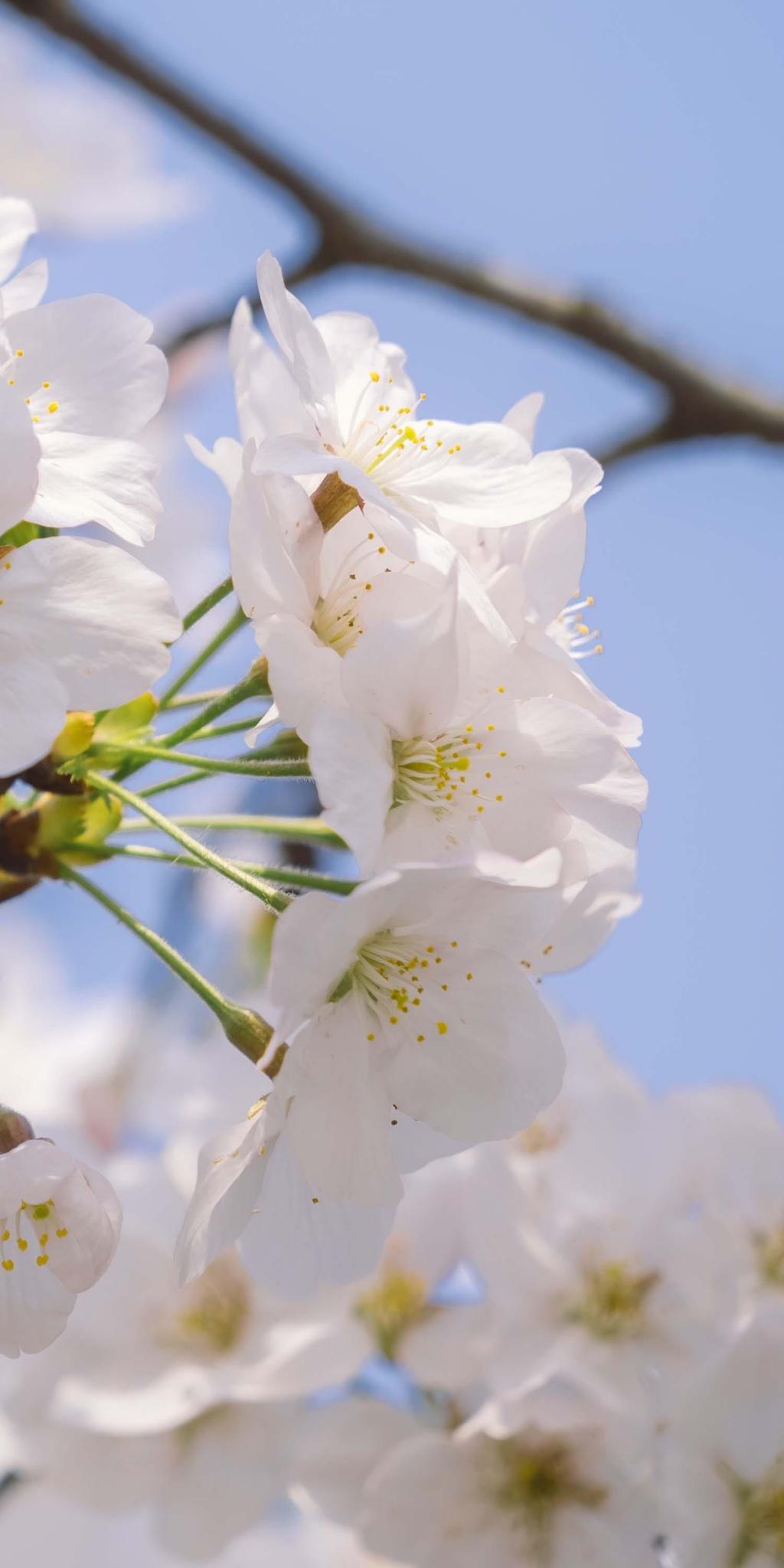 清新淡雅唯美梨花微距