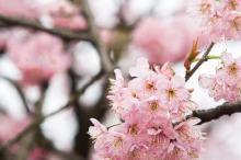 武汉东湖樱园樱花迎来盛开期