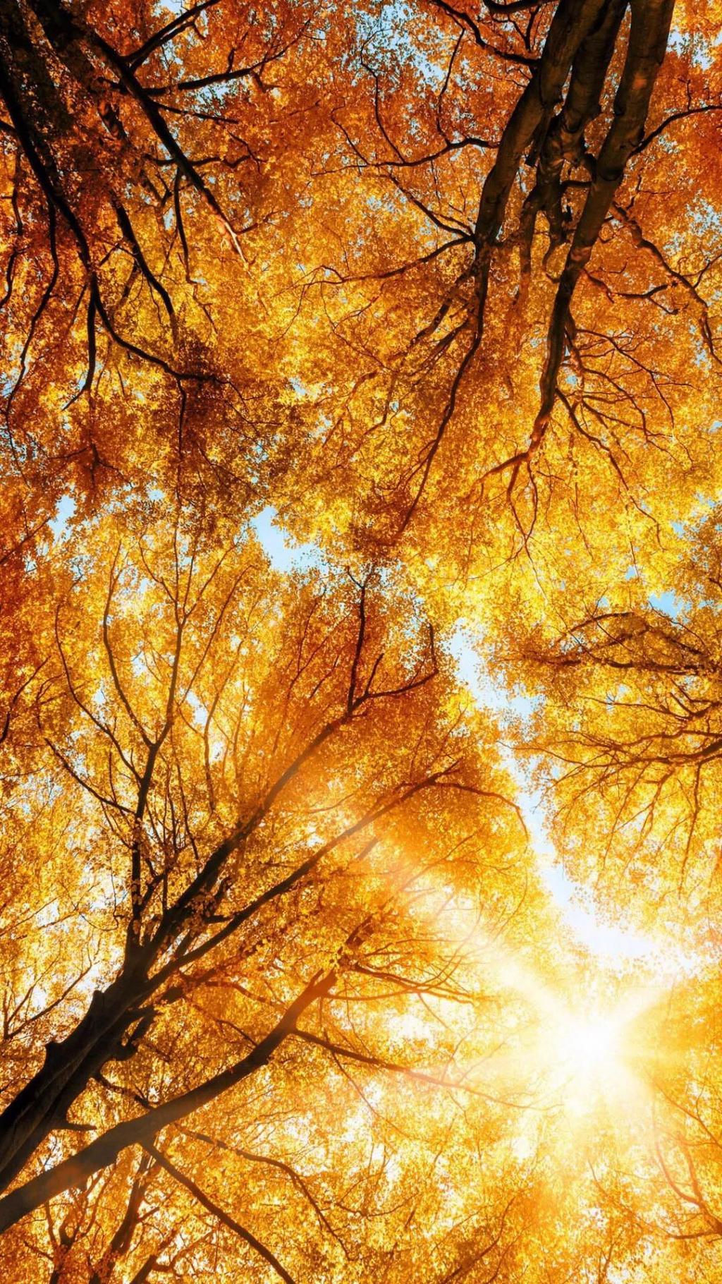 秋天唯美枫叶图片