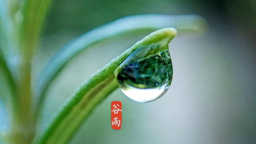 谷雨季节,清新到来