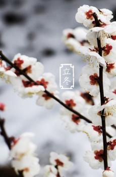 二十四节气立冬唯美景色