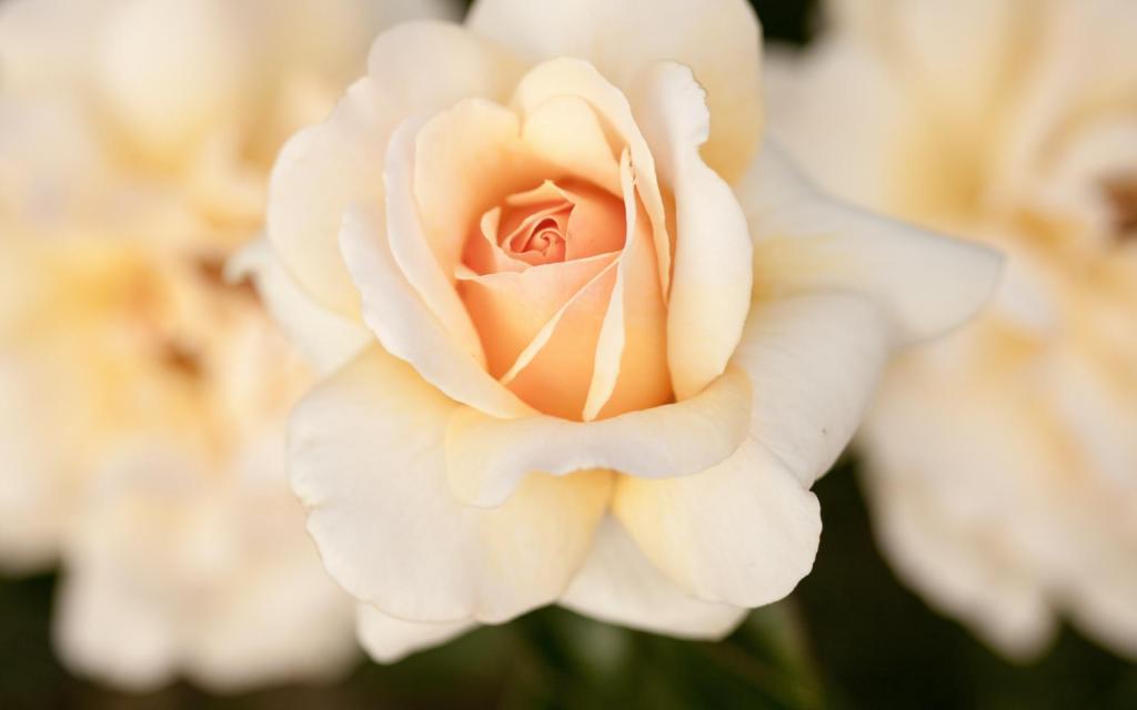 鲜艳娇艳的清新玫瑰花