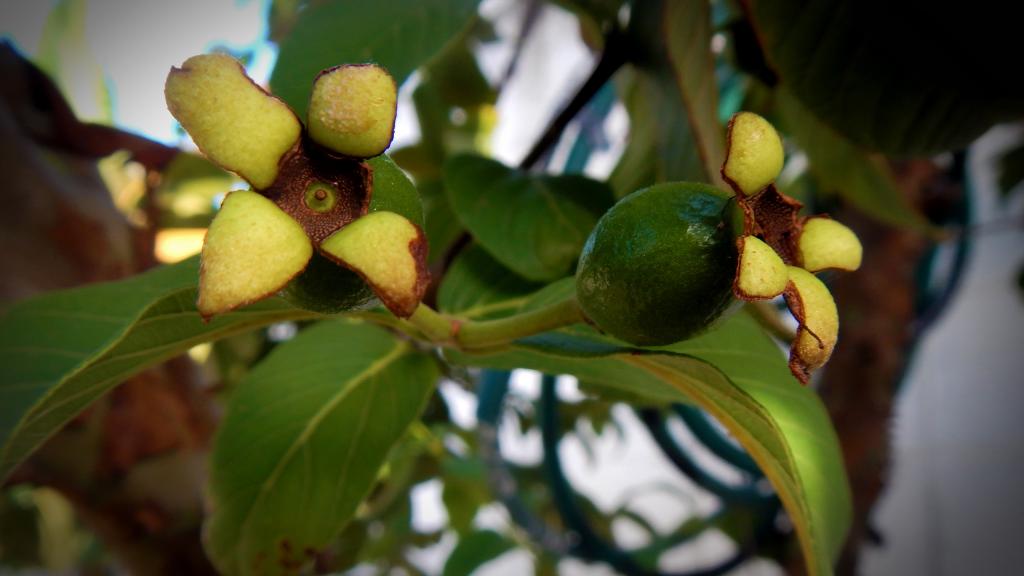 桃金娘科乔木番石榴