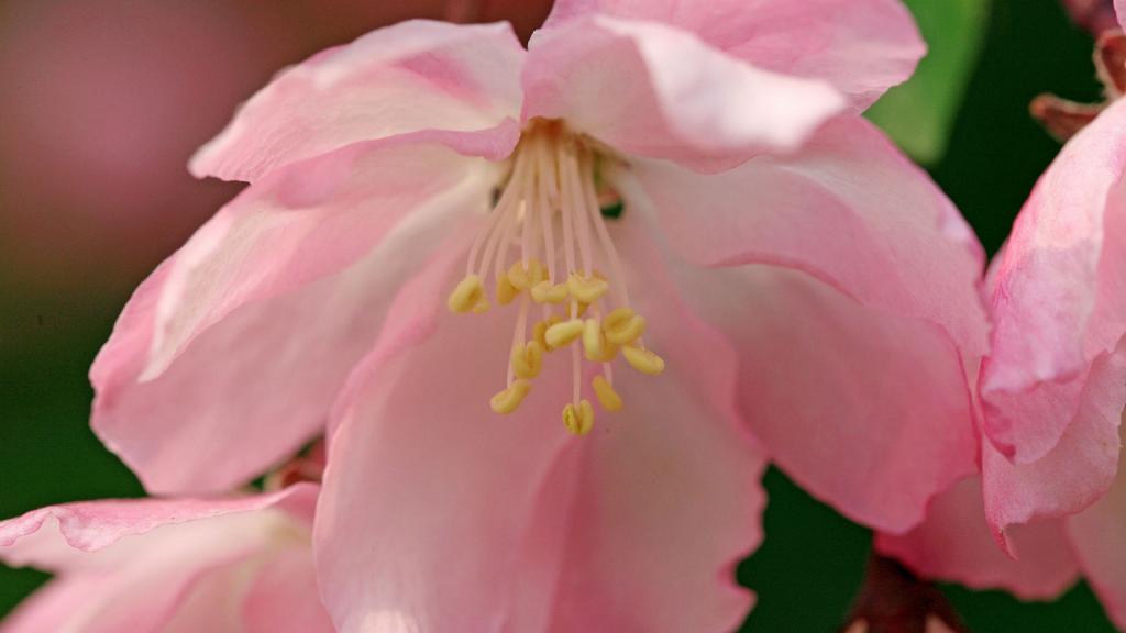 樱花花语(除你之外,别无他爱)