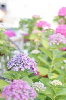 小清新绣球花唯美简约花语-1