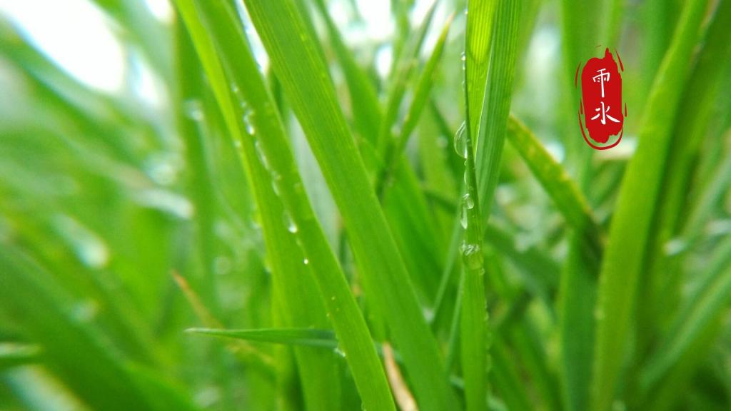 雨水节气到,愿下一场开心雨