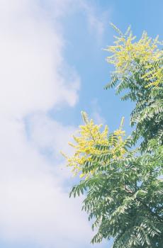 小清新唯美夏日风光-4