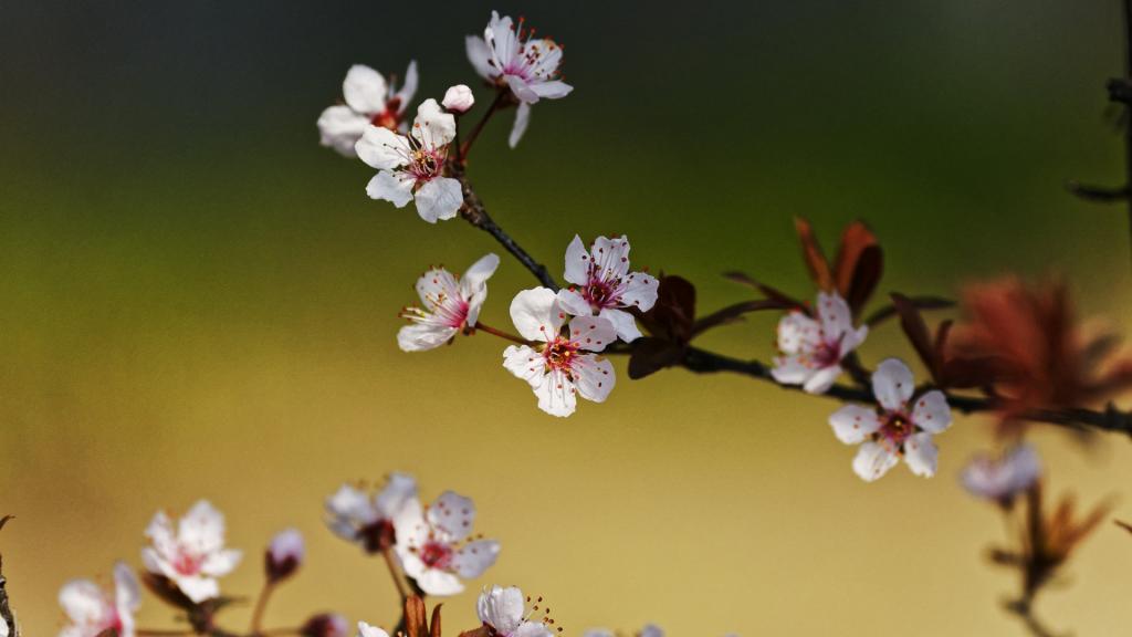 紫叶李(红叶李)