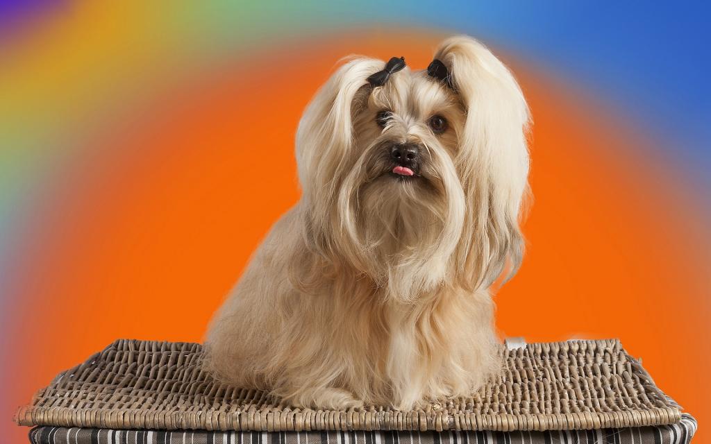 西施狗是起源于中国西藏的古老狗种