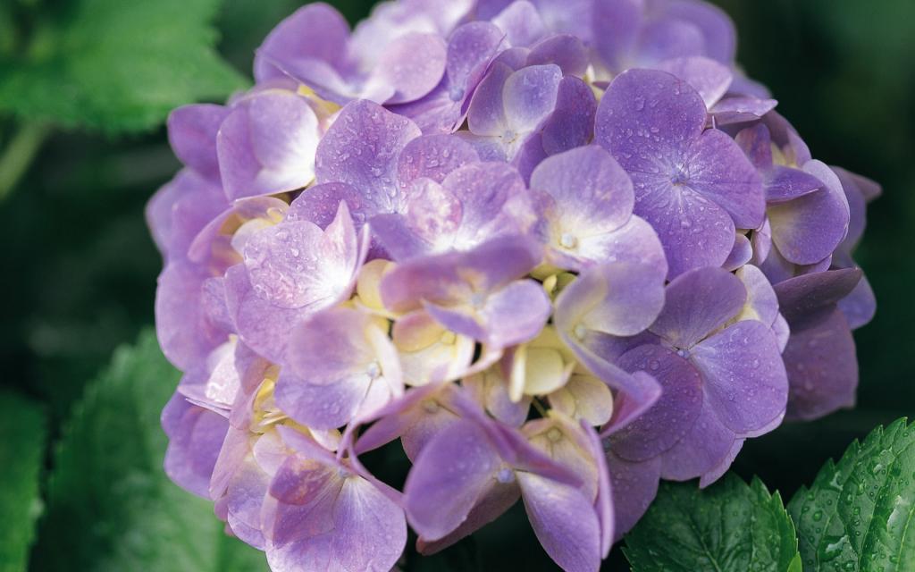 宽屏阳光下的鲜花特写