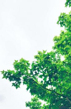 好看小清新绿叶-3