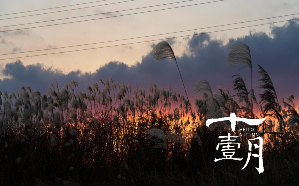 十一月你好唯美落日芦苇自然风光