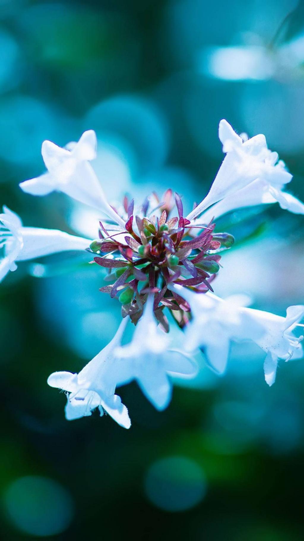 自然植物唯美花朵