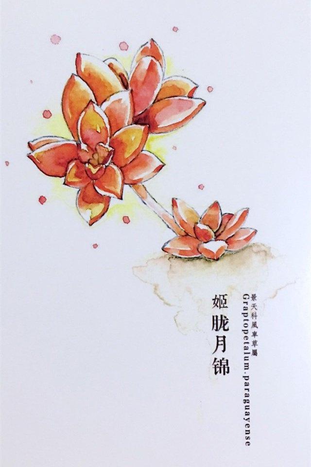 多肉植物水彩艺术插画