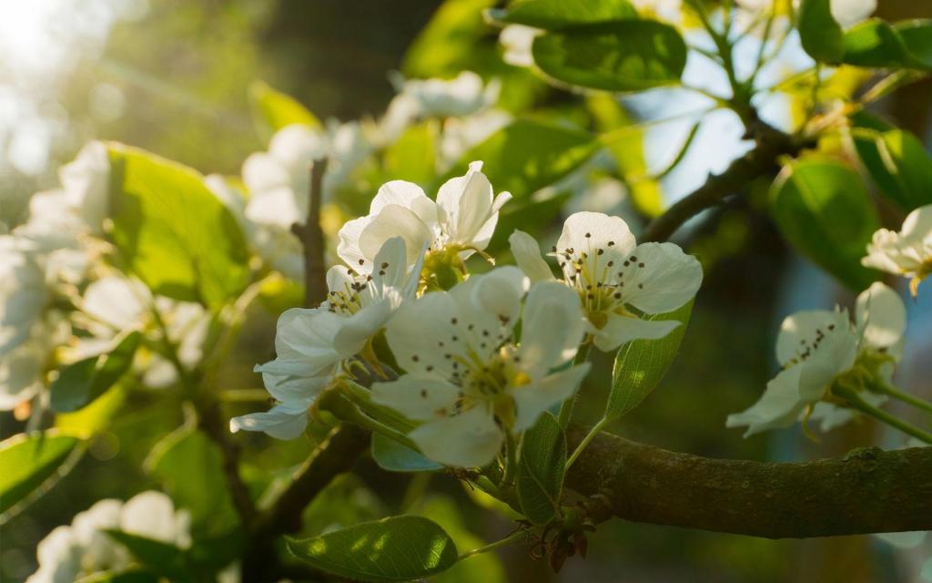 清新唯美梨花盛开微距摄影