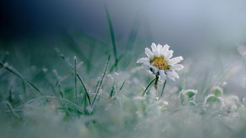 养眼清新冰冻植物唯美写真
