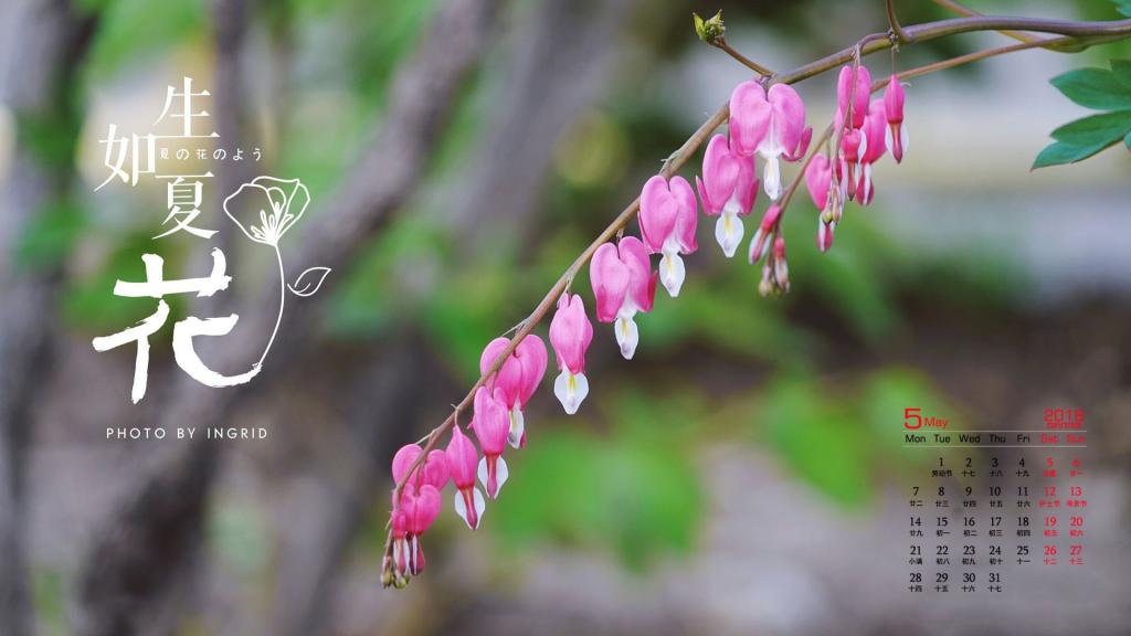 2018年5月花卉日历