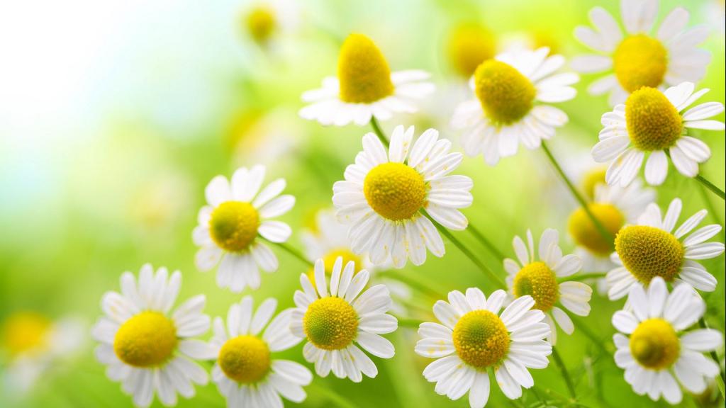 具有清爽气的小白菊