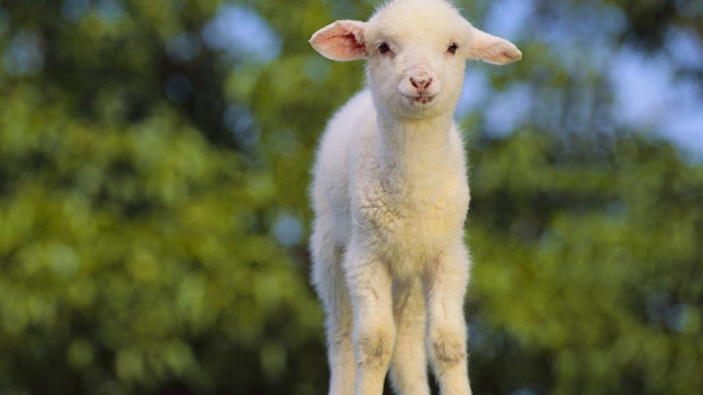温柔可爱的绵羊