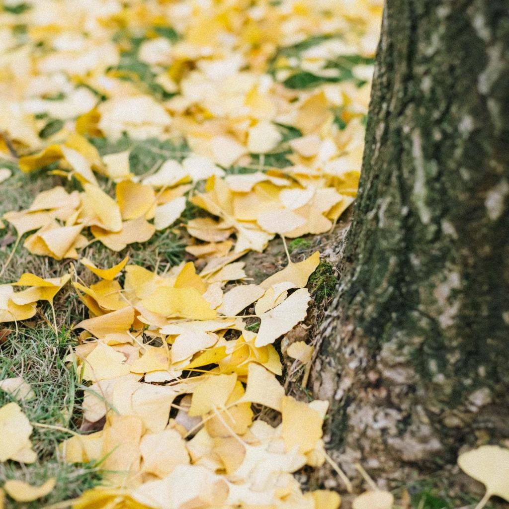 秋季清新迷人银杏