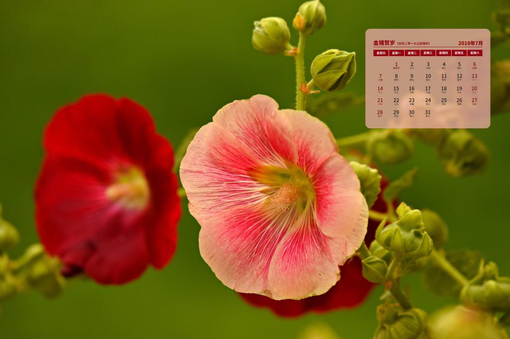 2019年7月修长而挺立的蜀葵日历