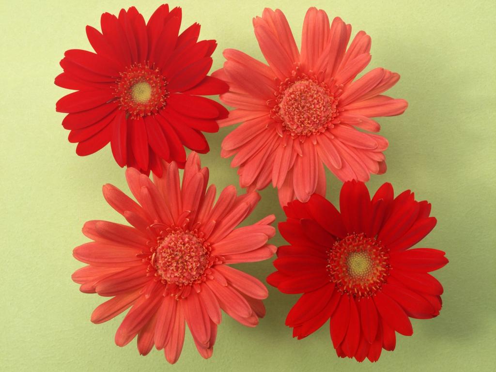 五颜六色鲜菊花