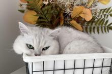 花篮里呆萌可爱的猫