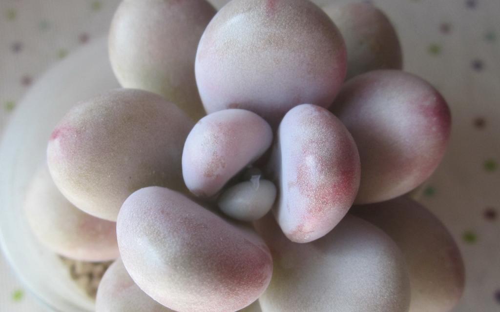 肉肉植物特写图片