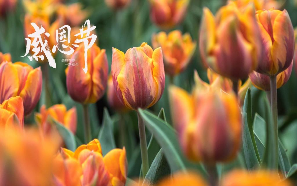 感恩节迷人的郁金香风景摄影