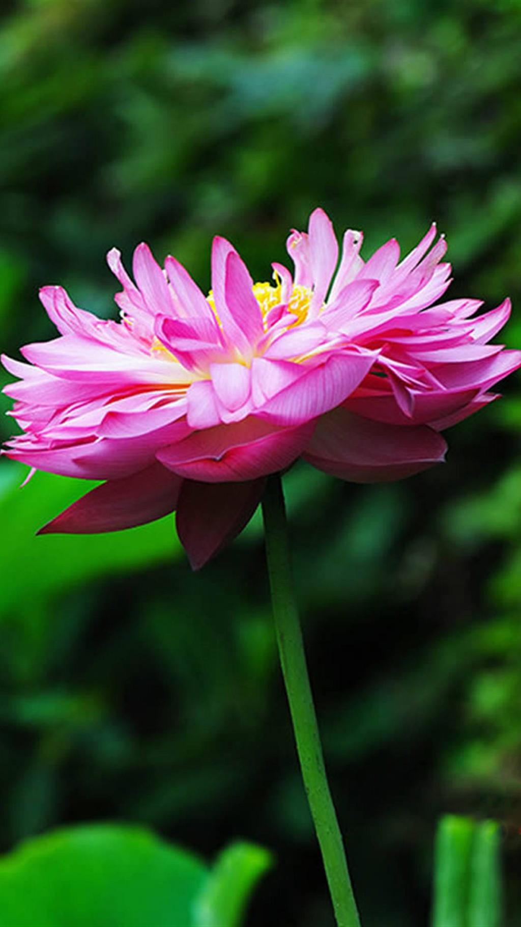 清新荷花 第一辑