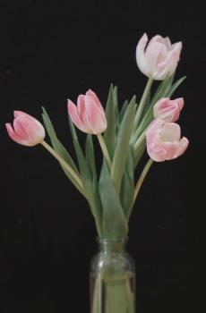 黑色系小清新郁金香