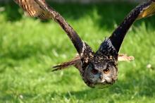 一只飞翔的猫头鹰