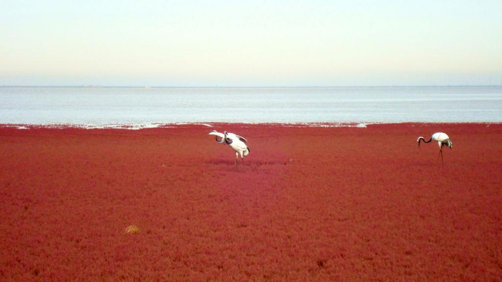 2019年中秋节去哪好,辽宁盘锦红海滩