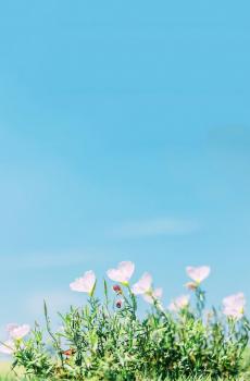 愿你把自己活成一朵鲜花