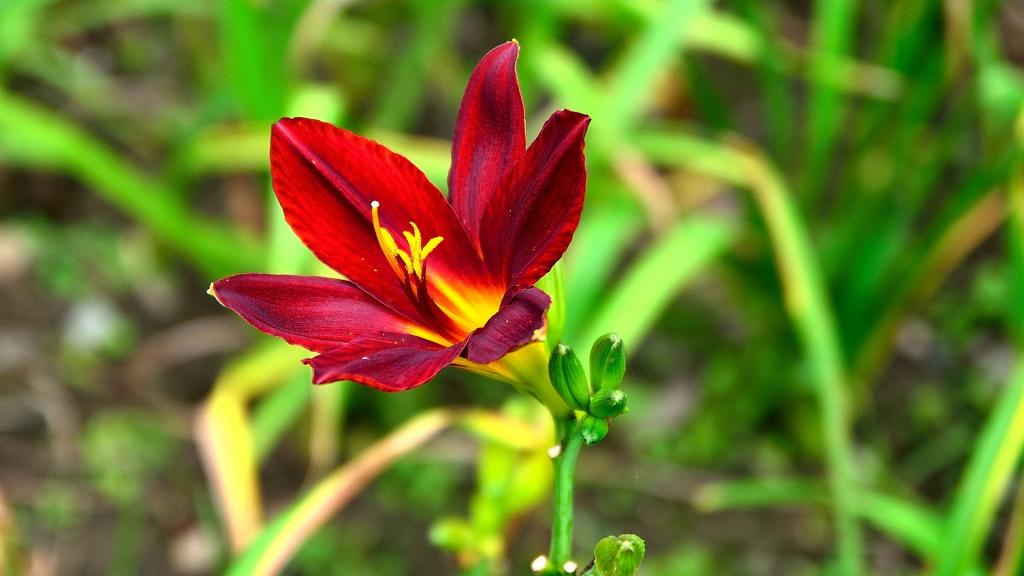 娇艳盛开的萱草花