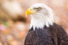 美国国鸟白头海雕