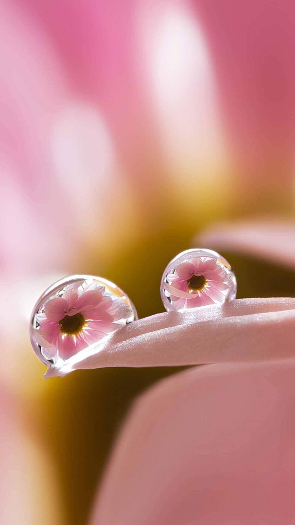 露珠里的非洲菊